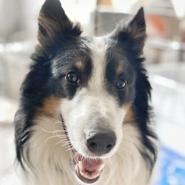 Jack - Shetland Sheepdog