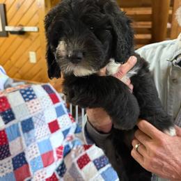 Purple - Black and white female Sheepadoodle puppy in Eleva, Wisconsin from Molly’s Doodles