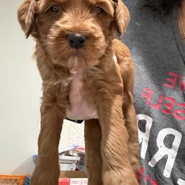 Green - Red  male Goldendoodle puppy in Southampton, Pennsylvania from Pumpkin Patch Doodles