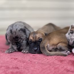 Goldendoodles and Great Danes from DoodleDandy & Danes