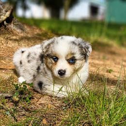 Liberty - Blue merle female Miniature American Shepherd puppy in Leitchfield, Kentucky from Legendmaker MAS