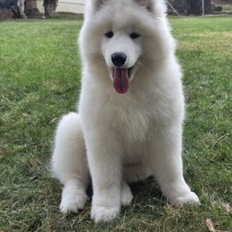 Buddy - White male Samoyed puppy in Fallbrook, California from Bruin Samoyeds