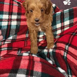 Cavapoo Puppies from AZ Cavapoos