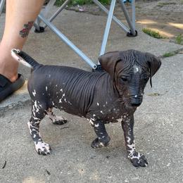 Yahtzee - White and black female Xoloitzcuintli puppy in Manitowoc, Wisconsin from Wonderland Kennel