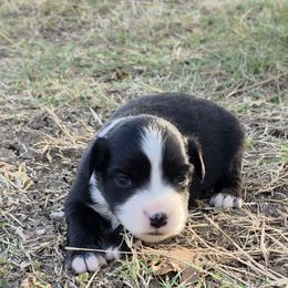 Raven - Black & white female Miniature American Shepherd puppy in Leonard, Texas from Tin Roof Aussies