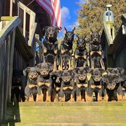 Beauceron Puppies from Eagle Valley Beaucerons