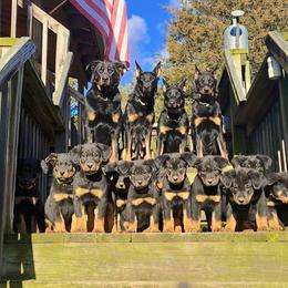 Beauceron Puppies from Eagle Valley Beaucerons