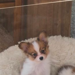 Papillon Puppies from Papillons in the Pines