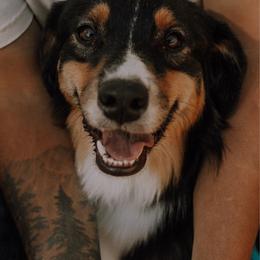 Australian Shepherd puppies from Boujee Aussies