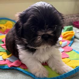 Ellie - Black and white female Shih Tzu puppy in Stafford, Virginia from Bayview Pups