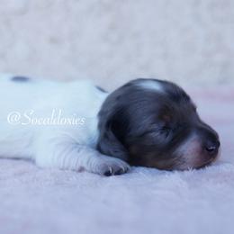Bullseye - Black and tan male Dachshund puppy in Apple Valley, California from Socaldoxies