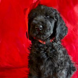 Lucy - Black female Pyredoodle puppy in Willacoochee, Georgia from Kitandkboodle's Doodles