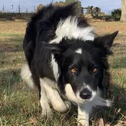Sarge  - Border Collie