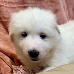 LACEY Lt Blue collar female - White female Great Pyrenees puppy in Fair Grove, Missouri from Allen Wags & Woolies