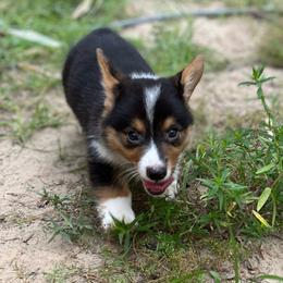 Ivan - Black and tan male Pembroke Welsh Corgi puppy in Hope, Arkansas from Foxy Knoll Farm