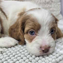 Rosie - Blenheim female Cavapoo puppy in Floyd, Virginia from Hearts and Paws Poodles and Doodles