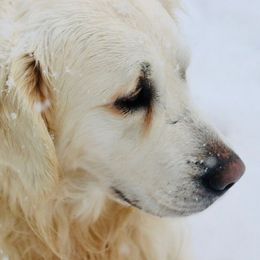Duke - Golden Retriever