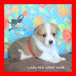 Red male - White and red male Pembroke Welsh Corgi puppy in Wayne City, Illinois from Lash Livestock & Corgis