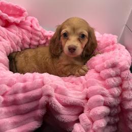Lynn - Cream female Dachshund puppy in Mountain Home, Arkansas from Furry Friends Kennel