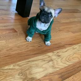 French Bulldog Puppies from Stratton Kennel