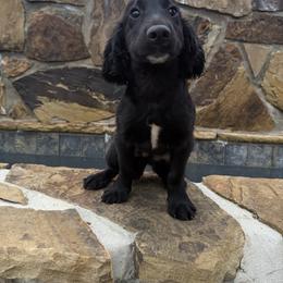 Jax - Black male English Cocker Spaniel puppy in Ohatchee, Alabama from Otter Creek Kennels