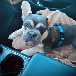 French Bulldog All Grown Up from Kickz Frenchies