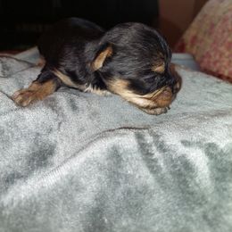 Yorkshire Terrier Puppies from Baker's Babies