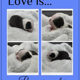 Russell - Seal and white male Boston Terrier puppy in Jacksonville, Florida from Trail’s End Boston Terriers