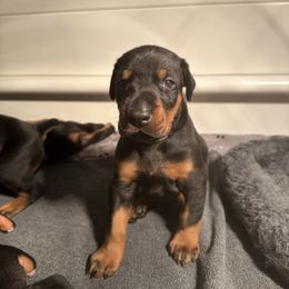 Lavender Collar Female - Black and rust female Doberman Pinscher puppy in Fostoria, Michigan from Jensen Dobermans and Dachshunds