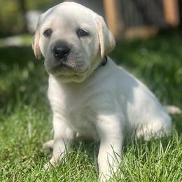 Grey Boy - Yellow male Labrador Retriever puppy in Sweet Home, Oregon from Snowpeak English Labradors