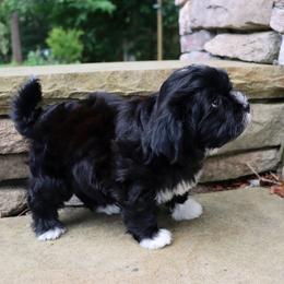 Haviland - Black female Havanese puppy in Hamptonville, North Carolina from Alabama Havanese Kennel Tidewater Kennel