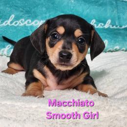 Macchiato - Black and tan female Dachshund puppy in Mount Sherman, Kentucky from Kaleidoscope Dachshunds and Whippets