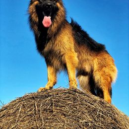 German Shepherd All Grown Up from Domus Invictus German Shepherds