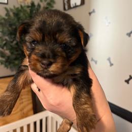 Carl Thomas - Black and tan male Yorkshire Terrier puppy in Beavercreek, Ohio from The Yorkie Den, LLC