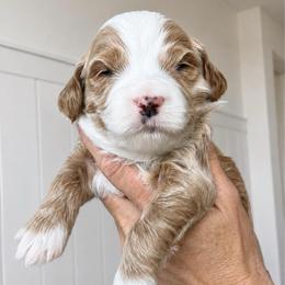 Oak - Apricot male Goldendoodle puppy in Gilbert, Arizona from Doodle Bliss
