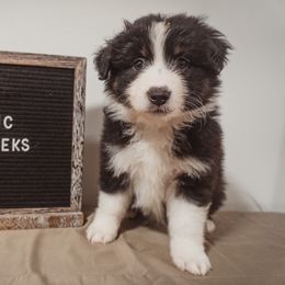 Australian Shepherd Puppies from Kelly Krew Aussies
