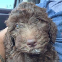 Honey - Brown and white female Aussiedoodle puppy in Haleyville, Alabama from The Cuddly Dood Ranch