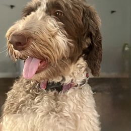 Bella - Aussiedoodle