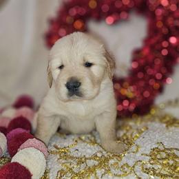 Emmi Boy 7 - Golden male Golden Retriever puppy in Niles, Michigan from Family Raised Goldens