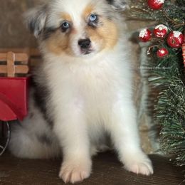 BMM4 - Blue merle male Australian Shepherd puppy in Chehalis, Washington from Wandering Acres Ranch