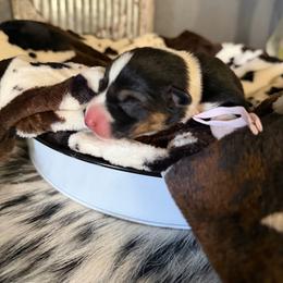 River - Black and tan female American Corgi puppy in Post Falls, Idaho from Splootin’ around Corgi’s