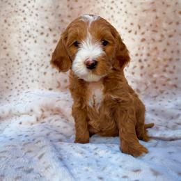 Purple - Red  female Goldendoodle puppy in Gilbert, Arizona from Bushman Doodles