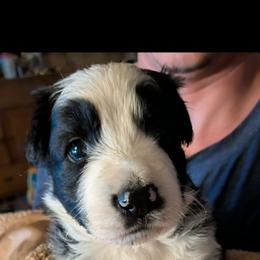 Aegon - Panda male German Shepherd puppy in Garrett, Indiana from Devil-Dog Shepherds
