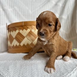 Girl 1 - Red Cavapoo puppy in Orrstown, Pennsylvania from Pawfect Fur Friends