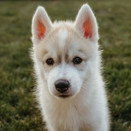 Siberian Husky Puppies from Polaire Siberians