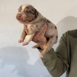 Australian Shepherd Puppies from Bullet & Whiskey’s Pups