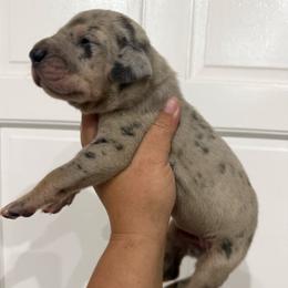 Jordan Baker - Merle female Great Dane puppy in Florida from Beachside Kennels