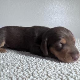 Hulk - Chocolate and tan male Dachshund puppy in Afton, Oklahoma from C5 Doodles