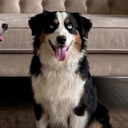 Hazel - Australian Shepherd
