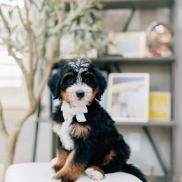 Provolone - Tri-color male Bernedoodle puppy in Murray, Utah from Sun Valley Doodles